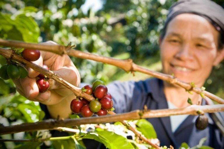 Lee más sobre el artículo Descubre cómo elegir un café ético y sostenible