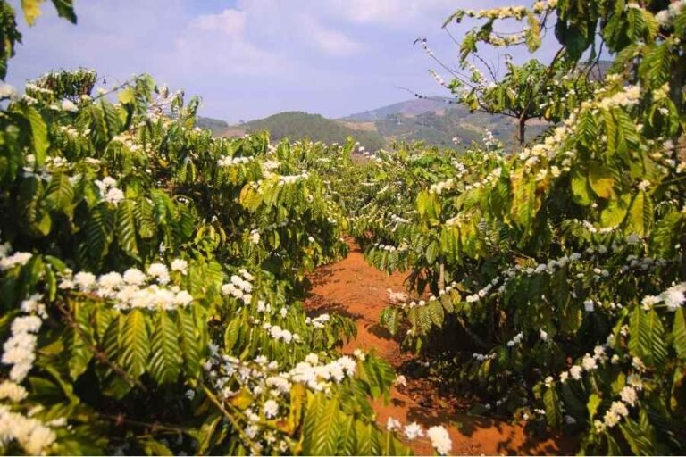 Lee más sobre el artículo Impacto del café en el medio ambiente y cómo reducirlo